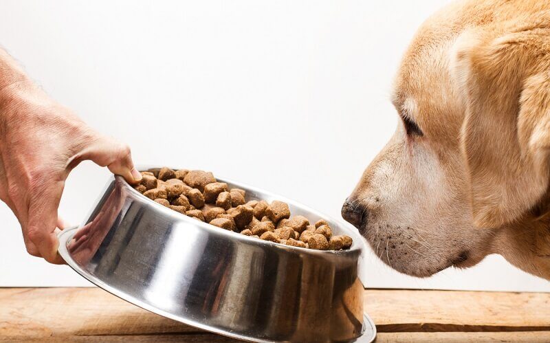 Mejora la salud de tu mascota con la dieta adecuada