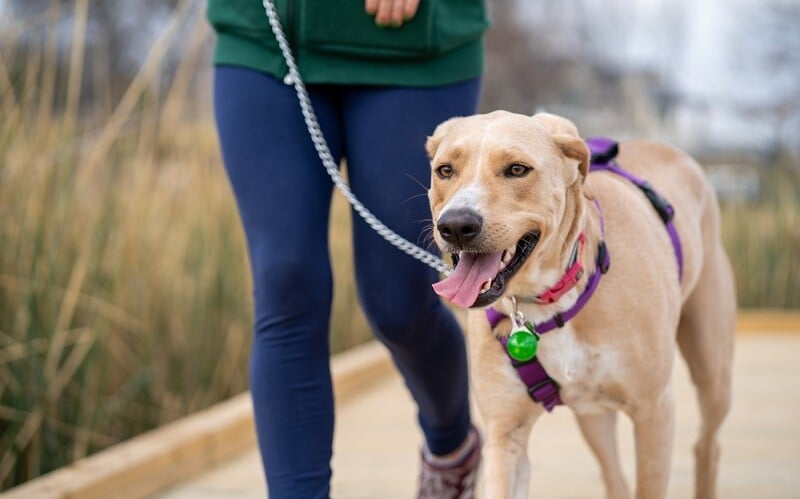 Pasos y trámites para adoptar una mascota